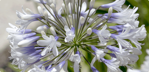 Agapanthus