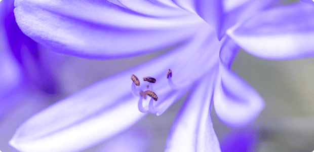 Agapanthus