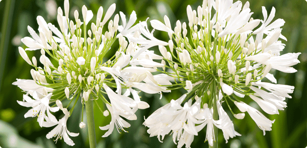 Agapanthus