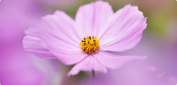Japanese Anemone