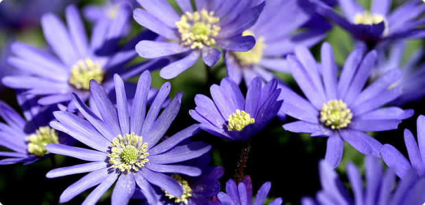 Japanese Anemone