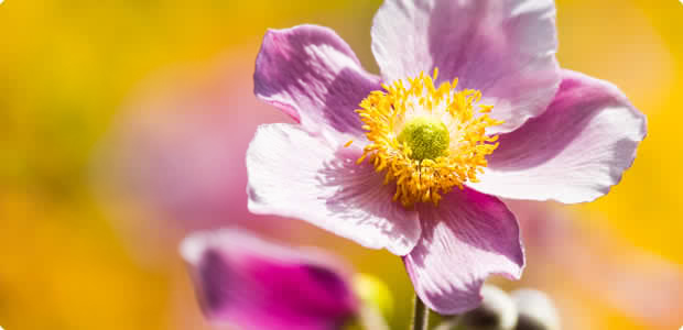 Japanese Anemone