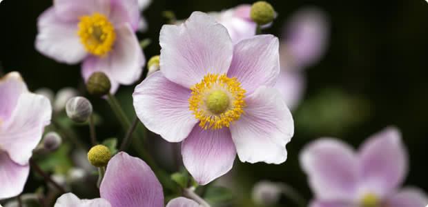 Japanese Anemone