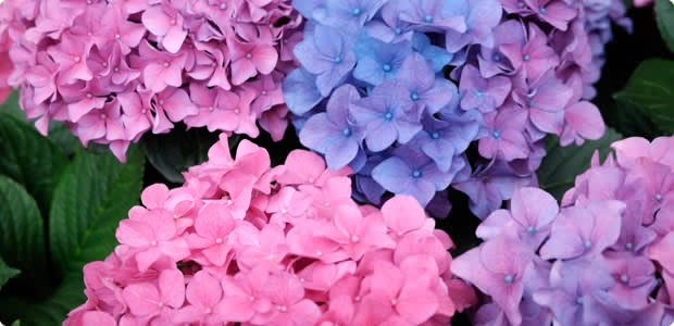 Plant of the month – Hydrangea