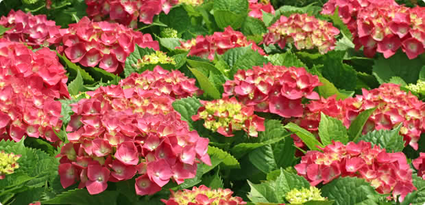Plant of the month – Hydrangea