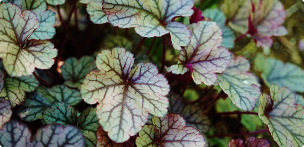 Heuchera