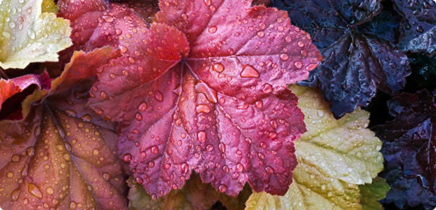 Heuchera