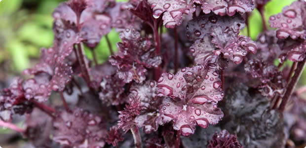 Heuchera
