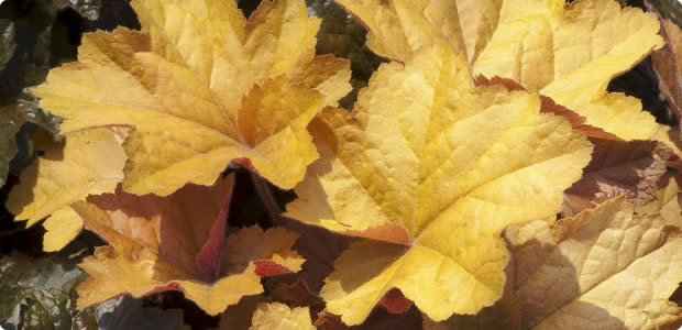 Heuchera