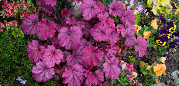 Heuchera
