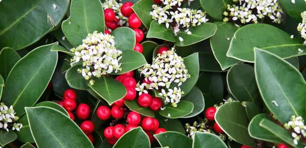 Skimmia