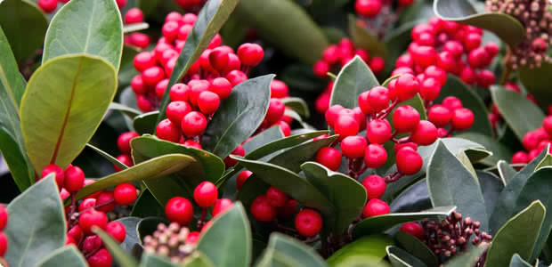 Skimmia