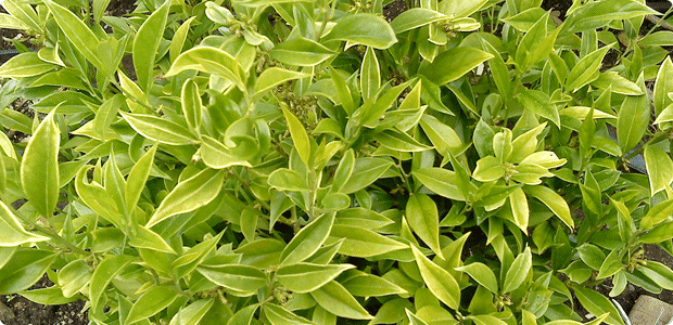 Sarcococca