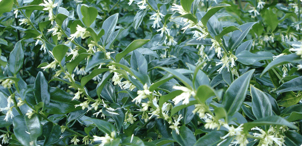 Sarcococca