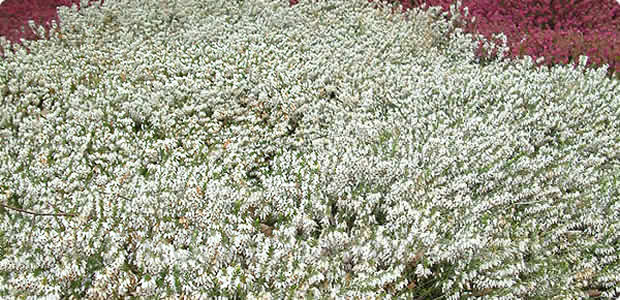 Winter Flowering Heathers