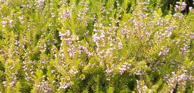 Winter Flowering Heathers