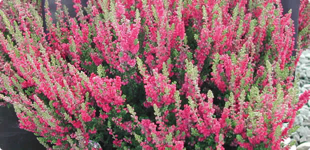 Winter Flowering Heathers
