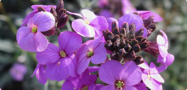 Erysimums