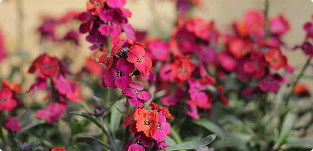 Erysimums