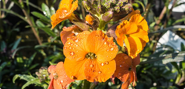 Erysimums