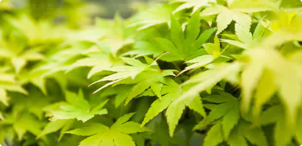 Acers