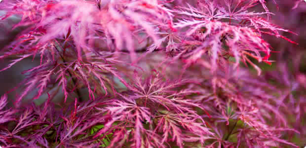 Acers