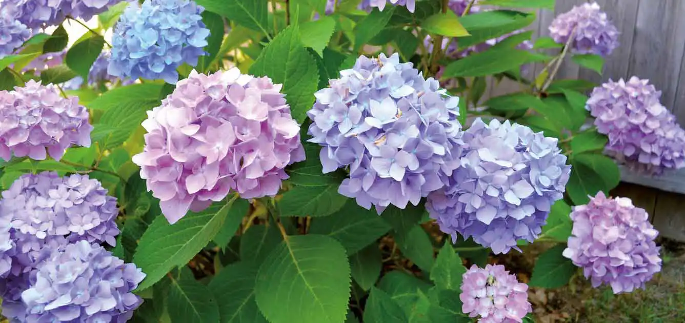 august-this-month-gardening-advice august-this-month-gardening-advice