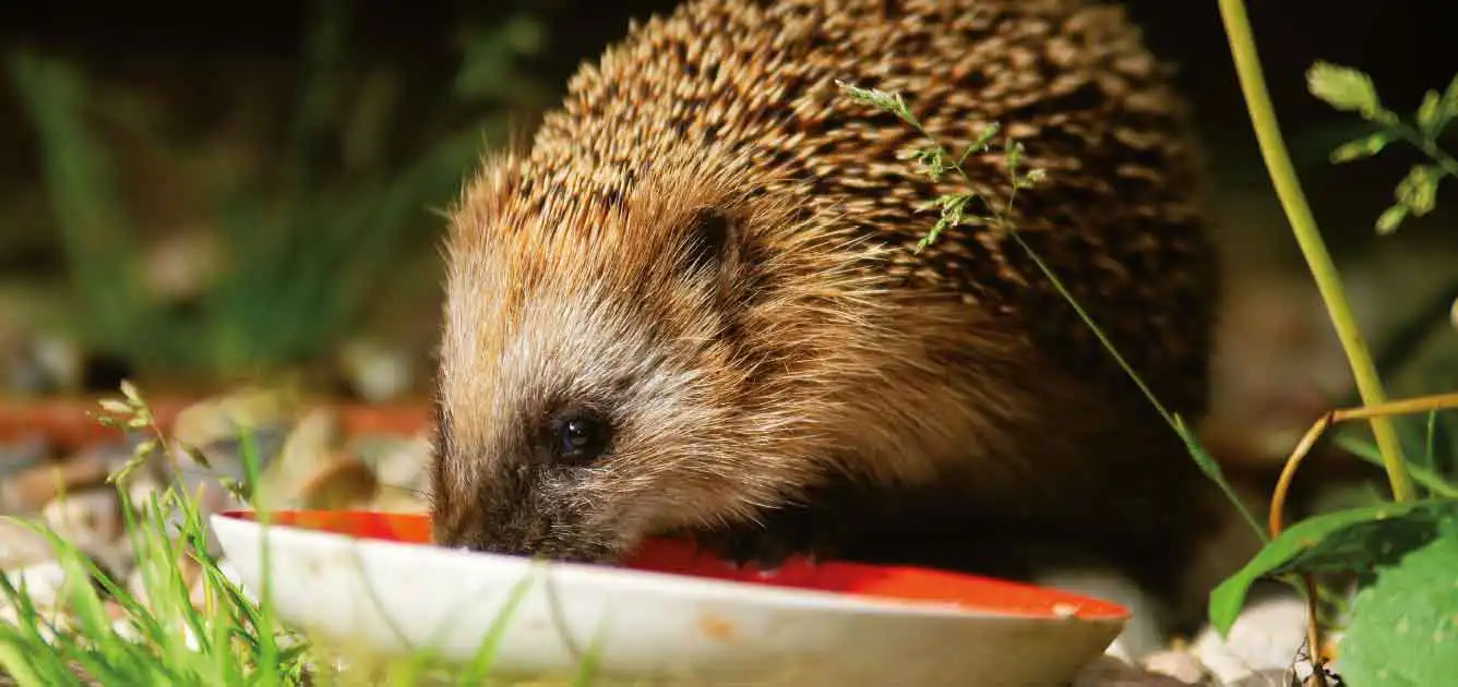 january-this-month-gardening-advice january-this-month-gardening-advice