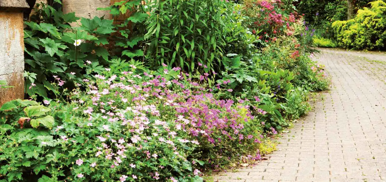 july-this-month-gardening-advice july-this-month-gardening-advice