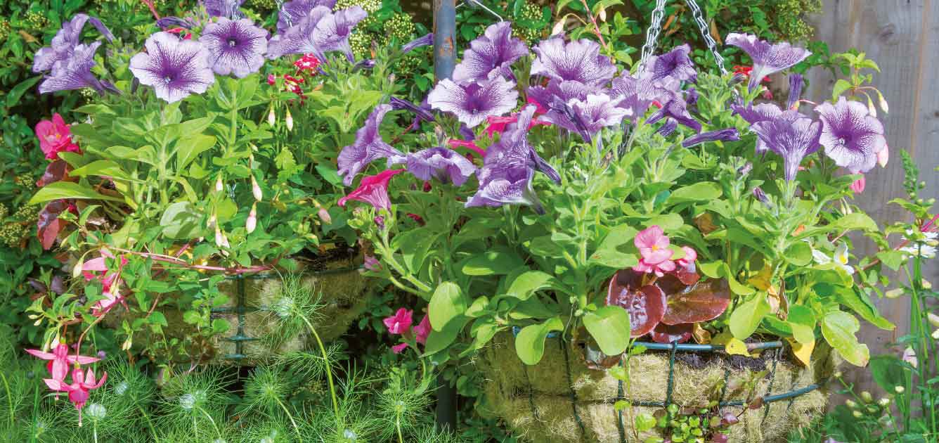 may-this-month-gardening-advice may-this-month-gardening-advice