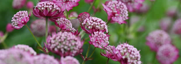 astrantia-bee