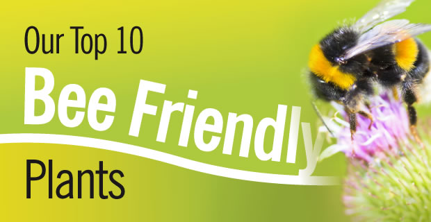 bee-friendly-plants bee-friendly-plants