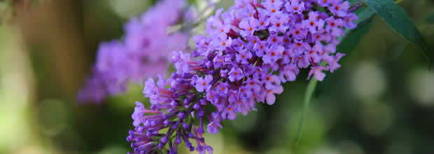 buddleja-bee