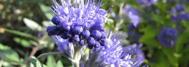 caryopteris-bee