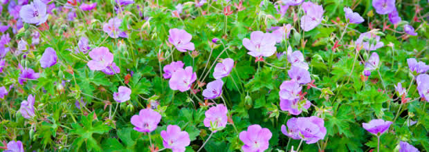 geranium-bee