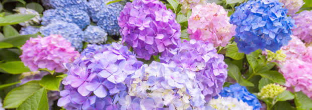 hydrangea-bee