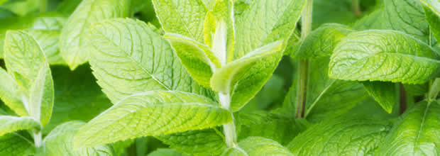 lemon-balm-repel-mosquitoes