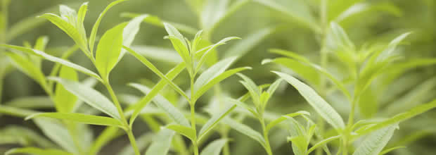 lemon-verbena-repel-mosquitoes