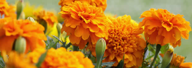 marigolds-repel-mosquitoes