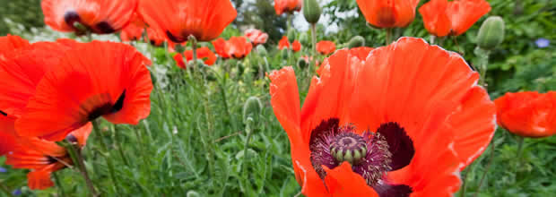 papaver-bee