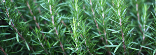 rosemary-repel-mosquitoes