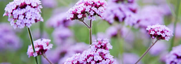 verbena-bee