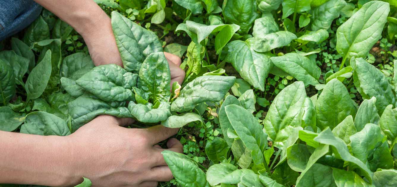 grow-winter-1336 grow-winter-1336