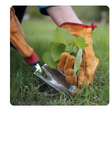 spring-gardening