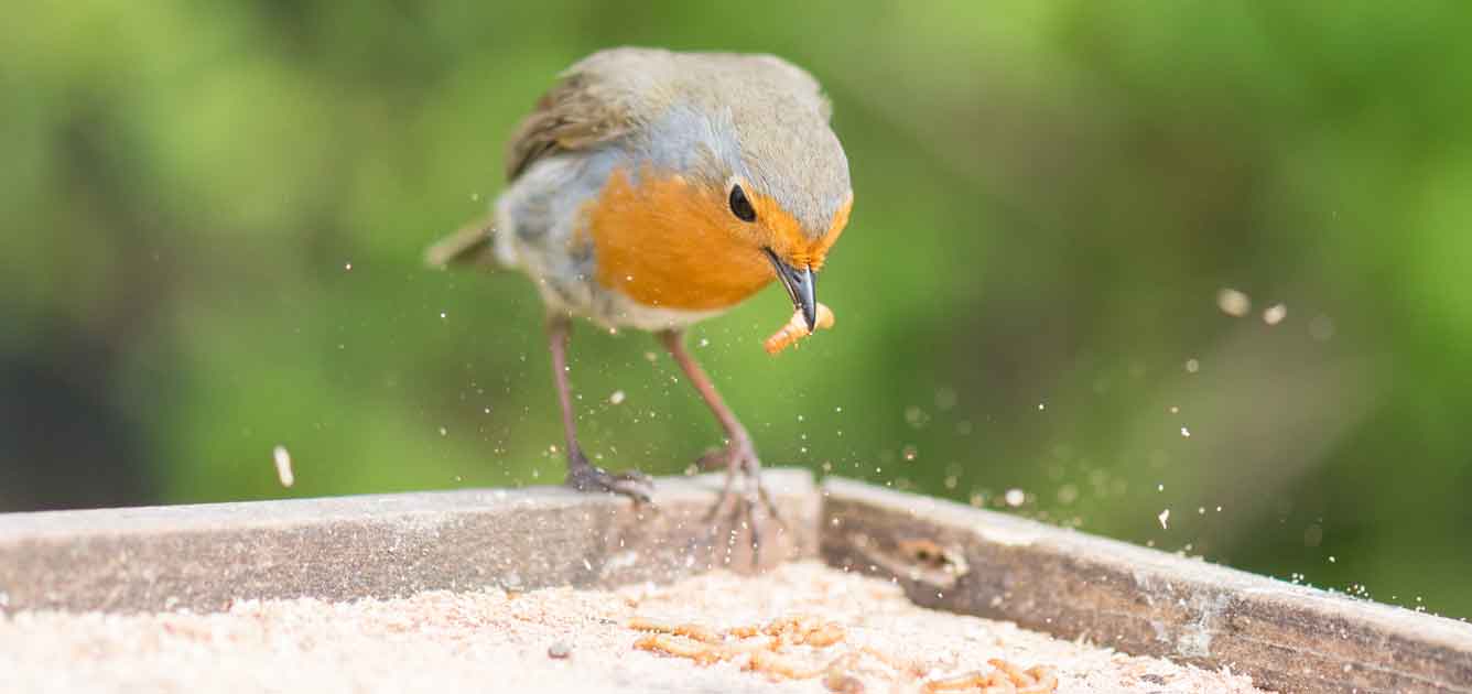 birdcare-main-1336 birdcare-main-1336