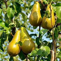 pear tree 200
