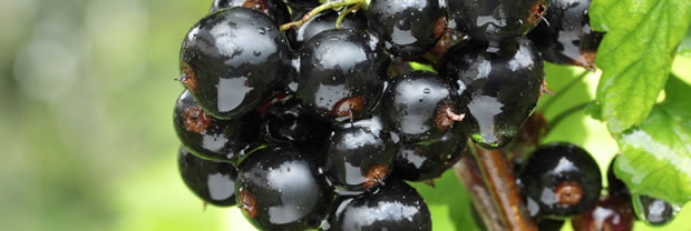 Blackcurrant-Fruiting_