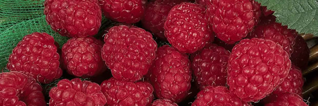 Raspberry-Fruiting