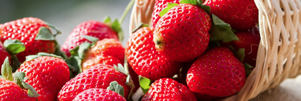 Strawberry-Fruiting