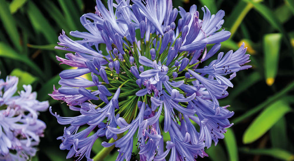 plant-focus-agapanthus